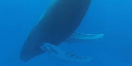 Une baleine à bosse dort à la verticale