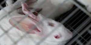 L'horreur sanitaire des lapins en cage