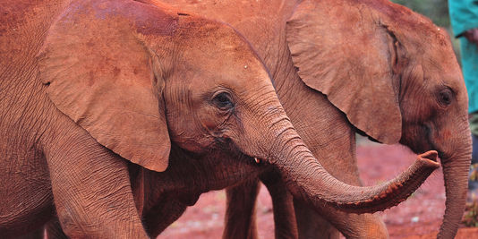Une marche dans Paris contre la disparition des éléphants et des rhinocéros