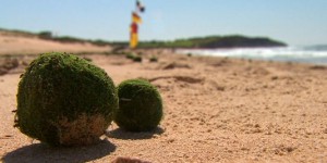 Des mystérieuses boules vertes sur une plage australienne