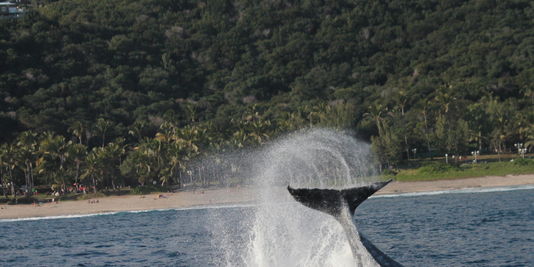 21 baleines échouées sauvées en Nouvelle-Zélande