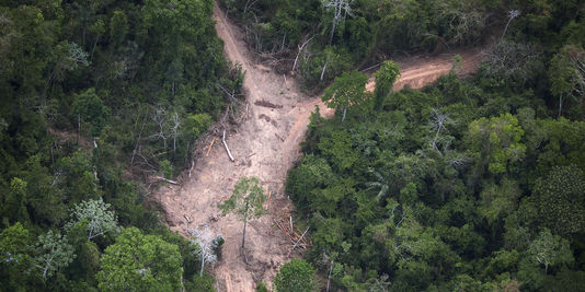 Brésil : la déforestation de l'Amazonie recule de 18 % en un an