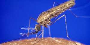 Paludisme : les progrès de la lutte menacés par l’émergence de résistances