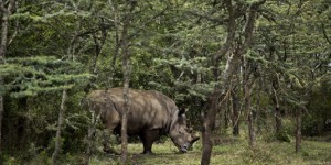 Il ne reste plus que 5 rhinocéros blancs du nord dans le monde