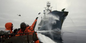 Sea Shepherd à l'assaut contre les pêcheurs d''or blanc' en Antarctique