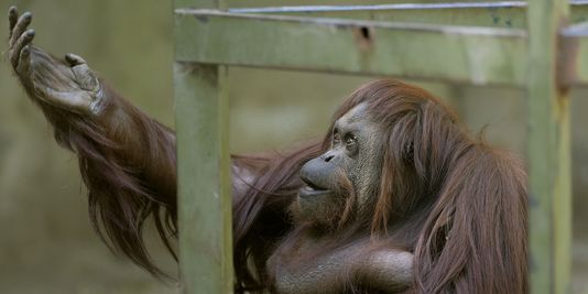 Un tribunal ordonne la libération d'un orang-outan