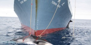 Des baleiniers japonais quittent l'archipel pour l'Antarctique, sans harpons