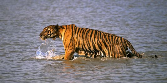 En Inde, le nombre de tigres a augmenté de 30 % depuis 2010