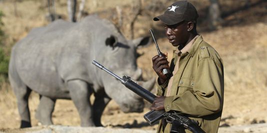 Le massacre des rhinocéros atteint un nouveau record en Afrique du Sud