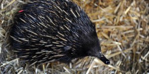 En Australie, l’inexorable disparition des mammifères