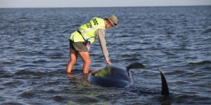 Une centaine de baleines morte en Nouvelle-Zélande