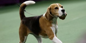 Miss P, le beagle sacré « meilleur chien » au concours de Westminster