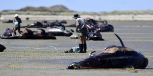 En Nouvelle-Zélande, une centaine de baleines meurent échouées