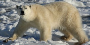 La pollution de l’Arctique menace… le pénis des ours polaires