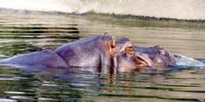 Le plus proche cousin de l’hippopotame est… la baleine