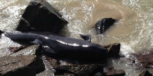 Australie : douze baleines meurent échouées malgré des tentatives de sauvetage