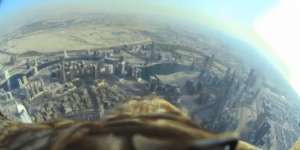 À Dubaï, un aigle s'envole depuis la plus haute tour du monde