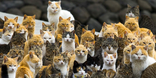 En images : Aoshima, « l'île aux chats » du Japon
