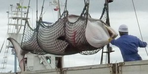 Le Japon jette de la viande de baleine pleine de pesticides