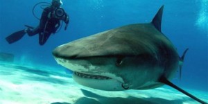 Un adolescent tué par un requin à la Réunion