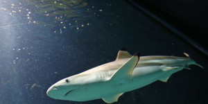 Des cosmétiques à base d’huile de foie de requin suscitent la polémique