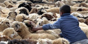Deux milliards d'ovins menacés par la peste des petits ruminants