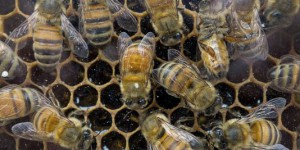 Etats-Unis : premières mesures contre les pesticides tueurs d’abeilles