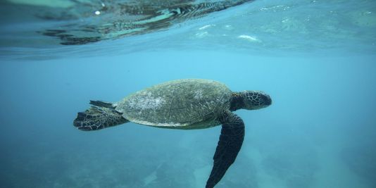Le gouvernement américain poursuivi par des défenseurs des tortues marines