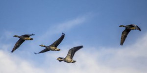Malte : ouverture du référendum sur la chasse aux oiseaux migrateurs