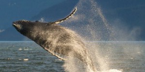 La plupart des baleines à bosse ne sont plus en danger d'extinction