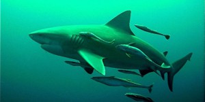 Comment La Réunion lutte contre les requins bouledogue après une nouvelle attaque mortelle