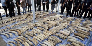 Saisie record de 4 tonnes d'ivoire africain en Thaïlande