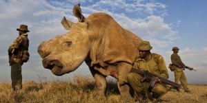 La véritable histoire que cache la photo du dernier rhinocéros blanc du Nord