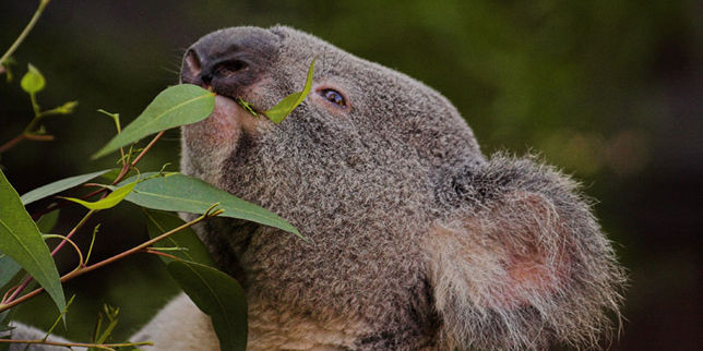 Australie : le koala bientôt espèce vulnérable dans le Queensland