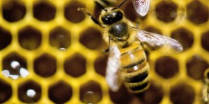 Les Etats-Unis lancent un plan pour sauver les abeilles