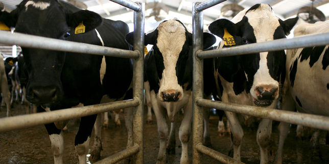 Maladie de la vache folle : le risque sanitaire en France revu à la baisse