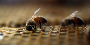 Obama vole au secours des abeilles