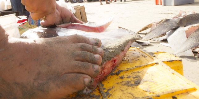 Saisie record d’ailerons de requin en Equateur