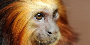 Dix-sept singes protégés volés au zoo de Beauval