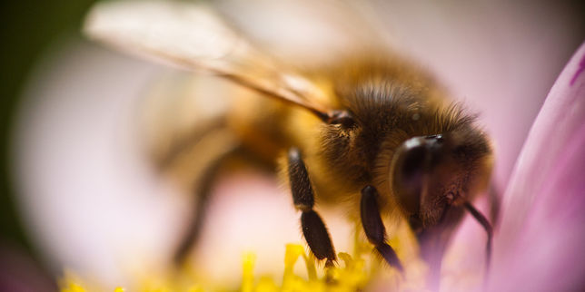 Cri d’alerte contre les néonicotinoïdes, ces pesticides tueurs d’abeilles