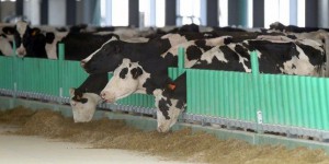 La Ferme des 1 000 vaches grossit-elle trop vite ?