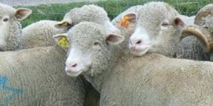 Un mouton génétiquement modifié s'est retrouvé dans la chaîne alimentaire