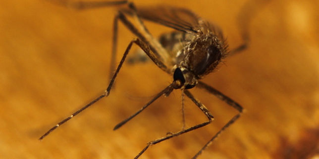 Paludisme : un nouveau traitement potentiel a été identifié