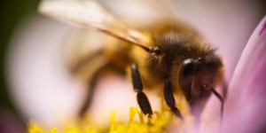 Comment Paris veut protéger les abeilles