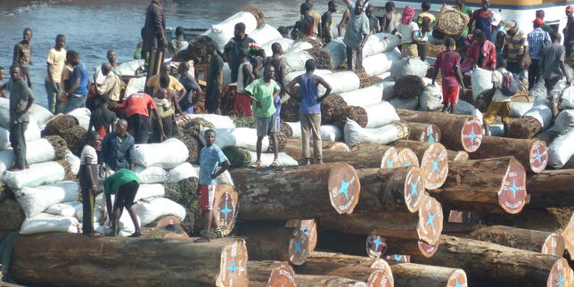 La RDC, paradis du commerce illégal du bois ?
