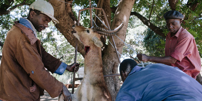 Viande de brousse : les carnages du braconnage en Zambie