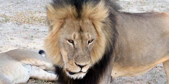 Un dentiste américain reconnaît avoir tué le lion Cecil, mais plaide sa bonne foi