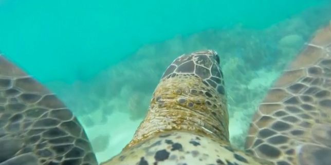 Sur le dos d'une tortue, à la découverte de la Grande Barrière de corail