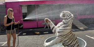 En Espagne, la Catalogne interdit les animaux sauvages dans les cirques
