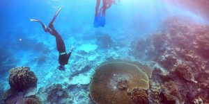 La Grande barrière de corail évite le classement « en péril »